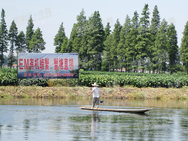 萬眾期待的EM大閘蟹來啦！